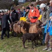 Schafausstellung Braunes Tiroler Bergschaf Tirol (12)